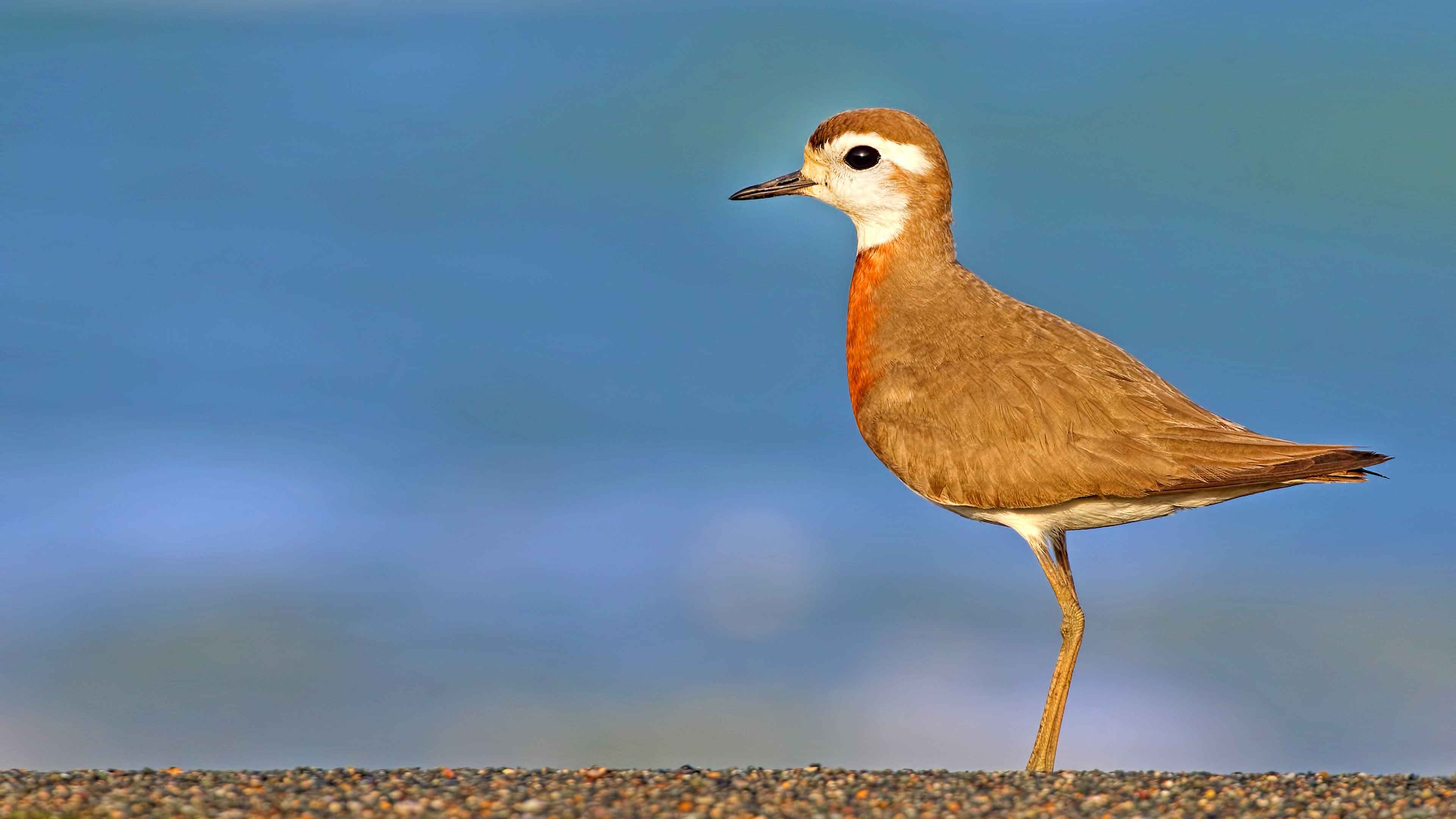Caspian Plover